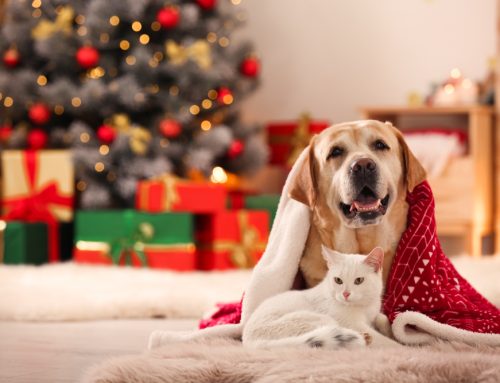 Happy Holidays for Everyone: How to Keep Your Pets Safe and Sound During Festivities